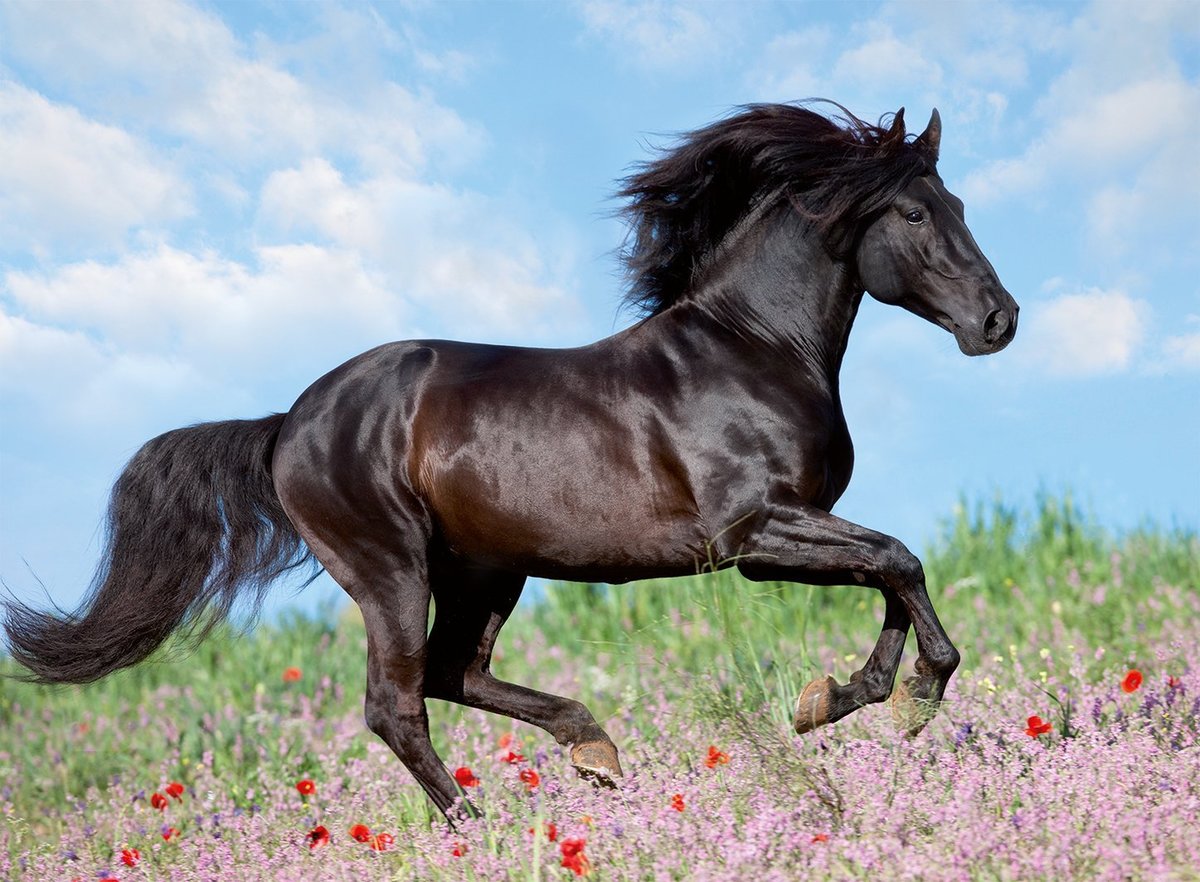 Красавец конь - животные, лошади, конь - оригинал