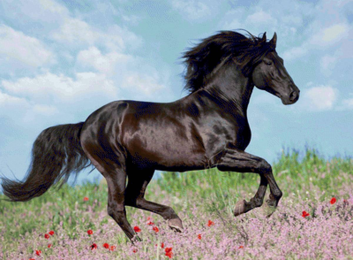 Красавец конь - конь, животные, лошади - предпросмотр