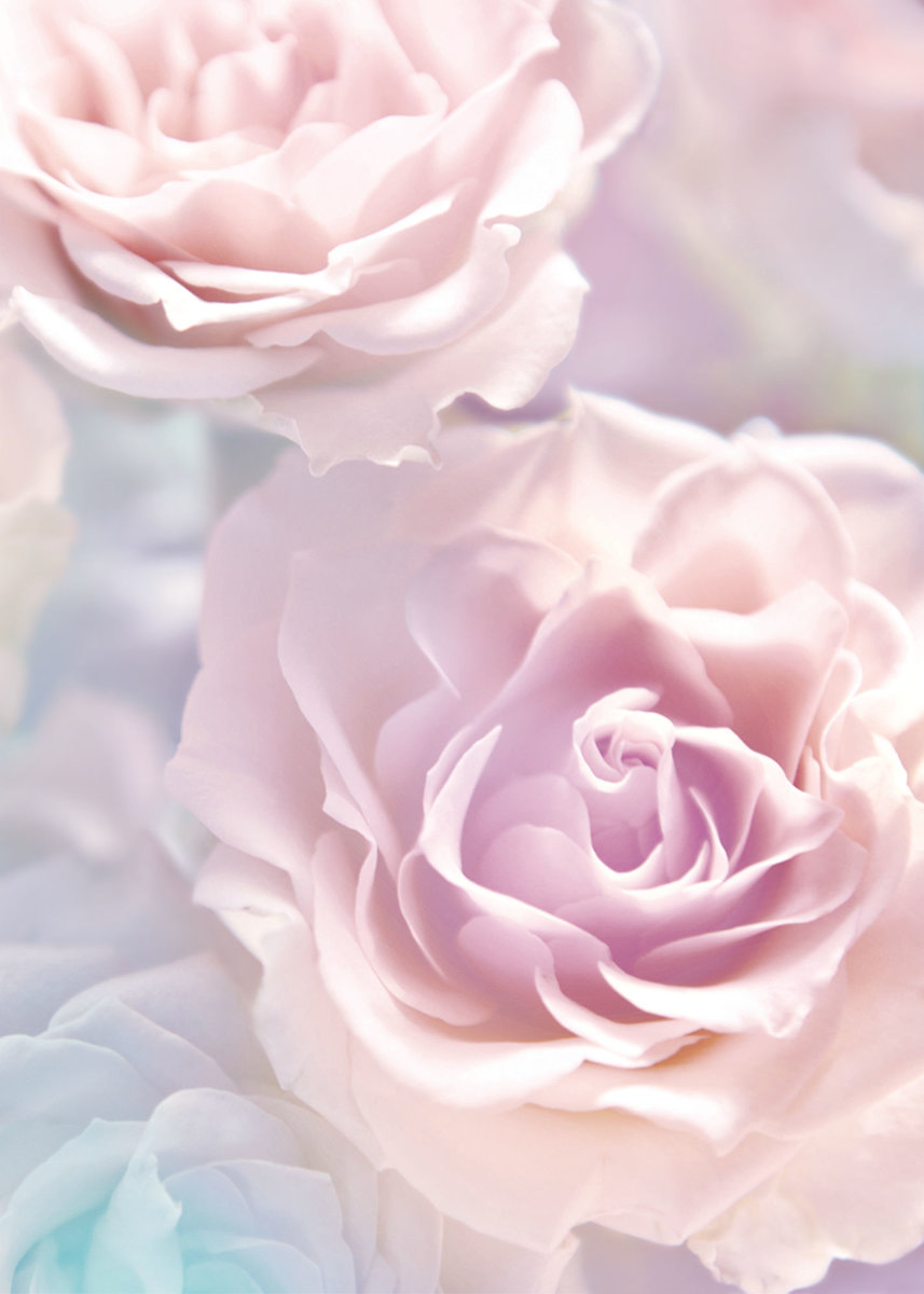 Нежность - цветы, розовые мечты, розы - оригинал