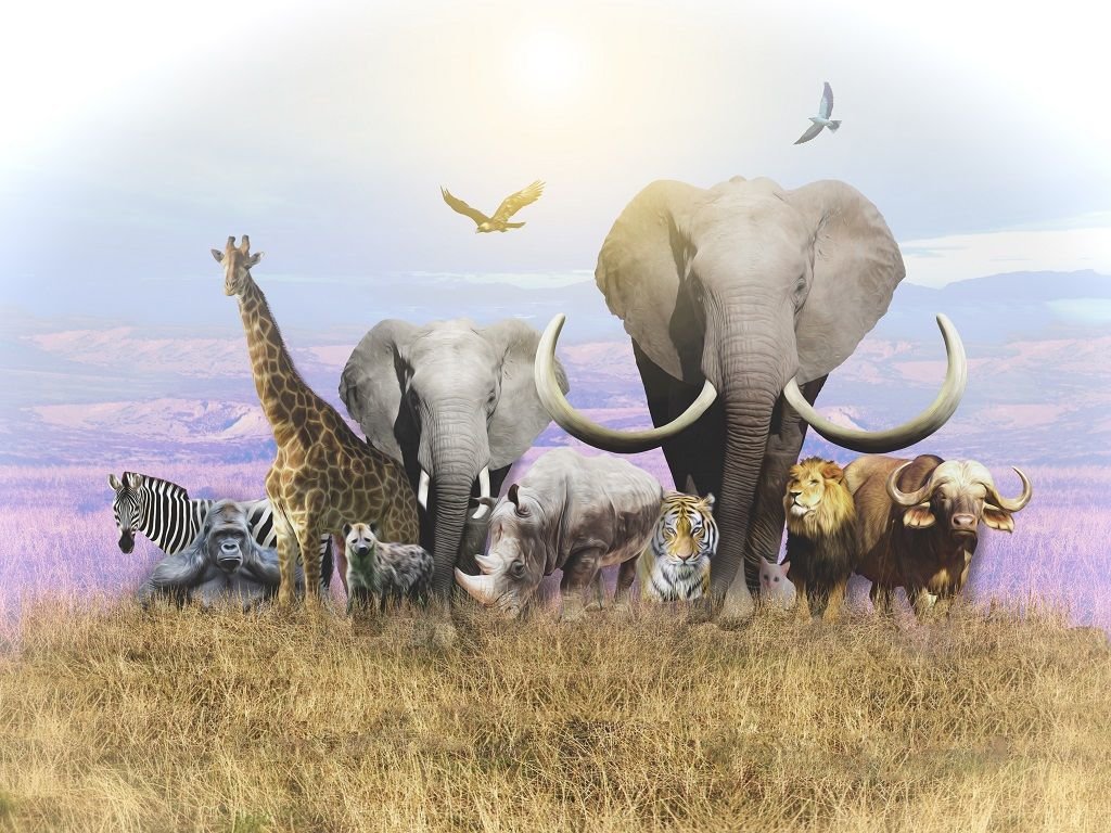 Африка-Саванна - носорог, лев, буйвол, зебра, орел, саванна, тигр, африка, слон - оригинал