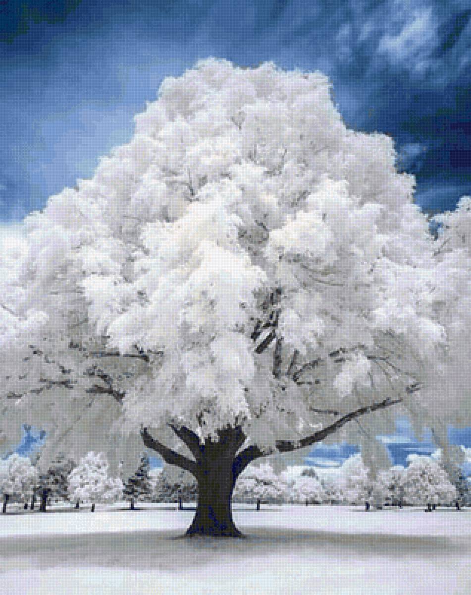 Аrbol nevado - nieve, árbol, paisaje, blanco - предпросмотр