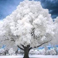 Схема вышивки «Аrbol nevado»