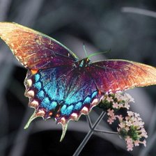Лазурница бабочка