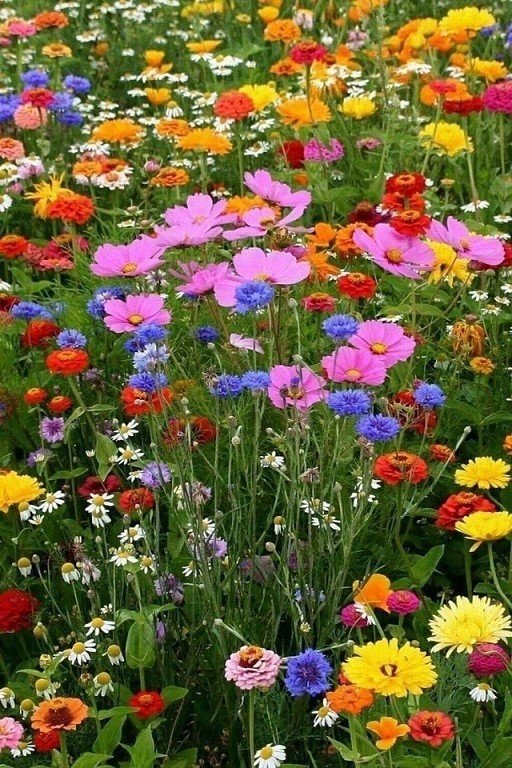 Цветы - цветы полевые., луг, лето - оригинал