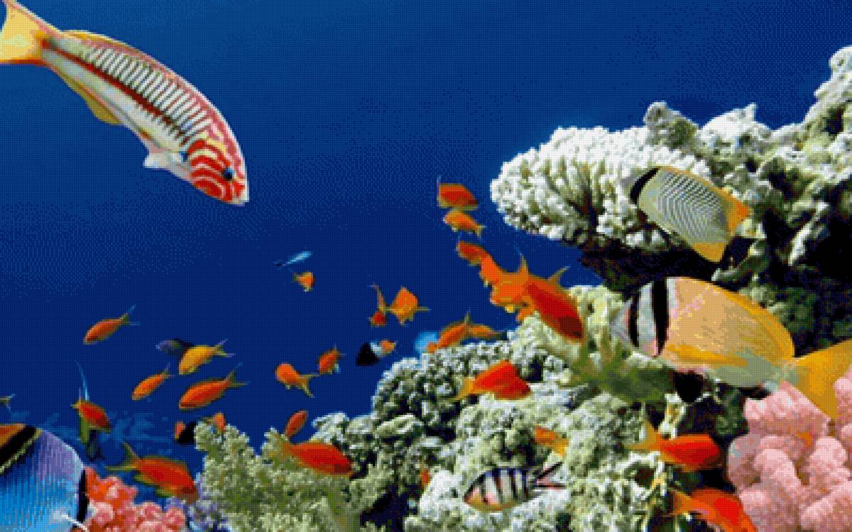 Рыбы - океан, подводный мир, рыбы - предпросмотр