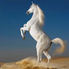 Конь на песке