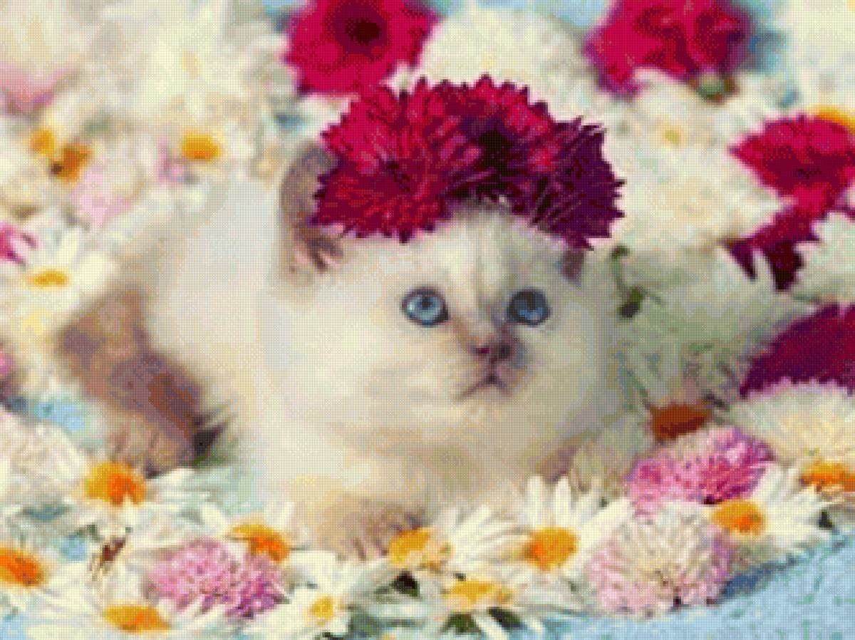 Котенок в цветочках - котенок, венок, цветы - предпросмотр