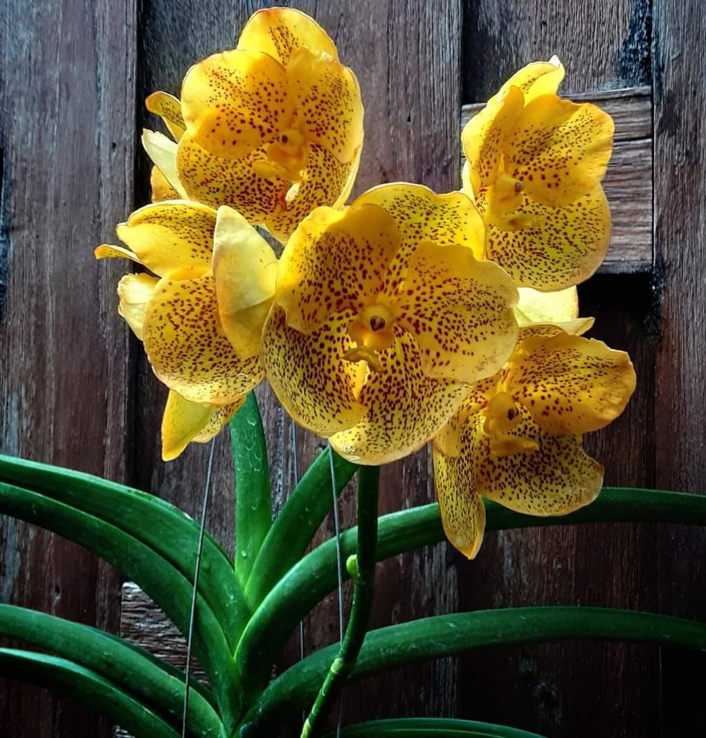 flor amarilla - naturaleza - оригинал