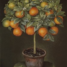 Дерево апельсин