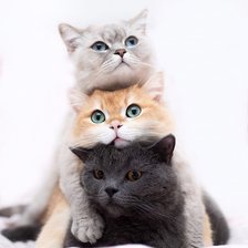 Схема вышивки «три кота»