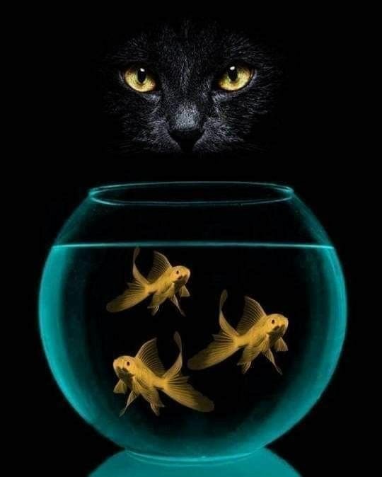 №2333382 - аквариум, кошки, рыбки - оригинал