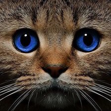 Схема вышивки «Голубоглазый котенок»