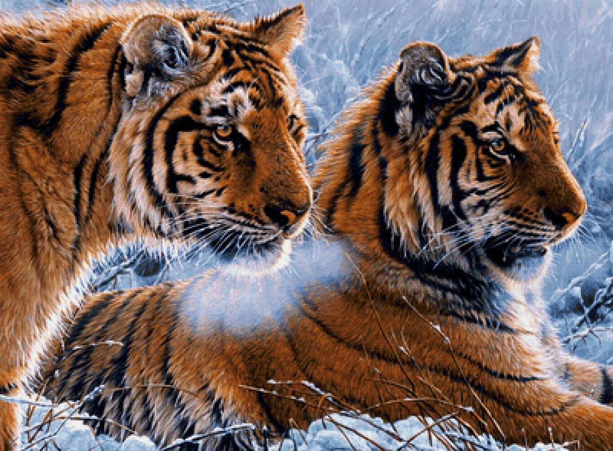 Серия "Хищники". Тигры - хищники, животные, тигры - предпросмотр