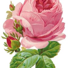 Схема вышивки «Rosa.»