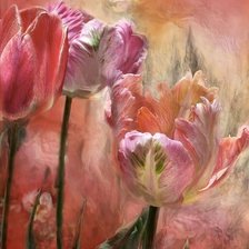 Tulips