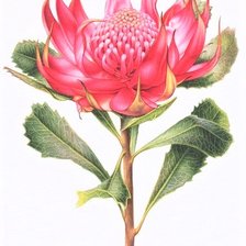 Схема вышивки «Red proteya- australian flowers»