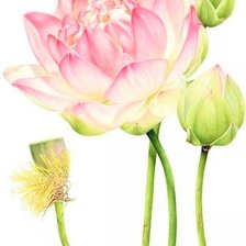 Схема вышивки «Lous Lily- australian flowers»