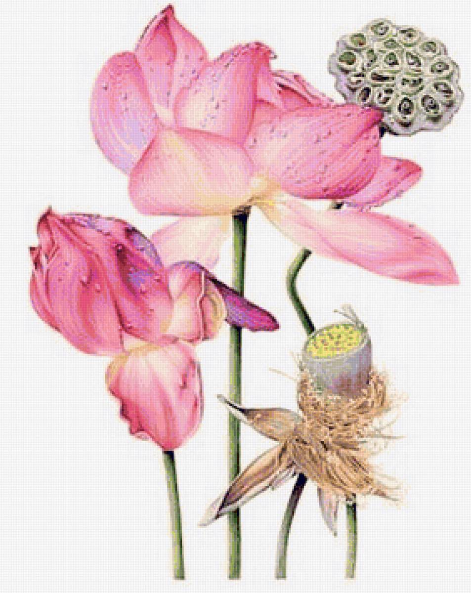 Red Lotus 2-australian flowers - цветы - предпросмотр
