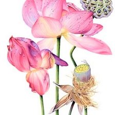 Схема вышивки «Red Lotus 2-australian flowers»