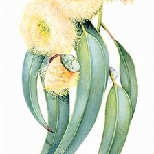 Схема вышивки «Lemon Eucalypt- australian flowers»