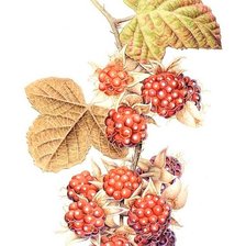 Оригинал схемы вышивки «Boysenberry - australian flowers» (№2359686)