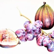 Оригинал схемы вышивки «Figs and black grapes-australian flowers» (№2359688)