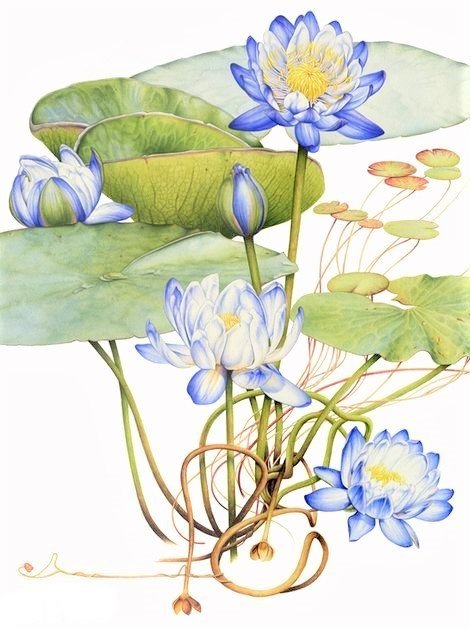 Blue Lotus- australian flowers - цветы - оригинал