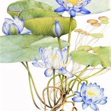 Оригинал схемы вышивки «Blue Lotus- australian flowers» (№2359689)