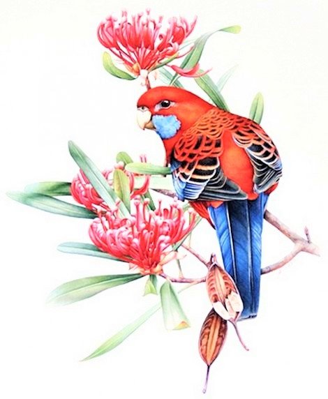 Rosella - australian native - цветы, птицы - оригинал