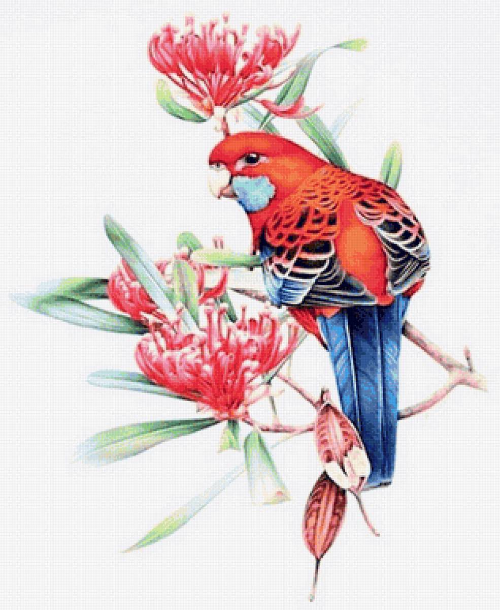 Rosella - australian native - птицы, цветы - предпросмотр
