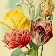 Оригинал схемы вышивки «Тюльпаны» (№2360665)