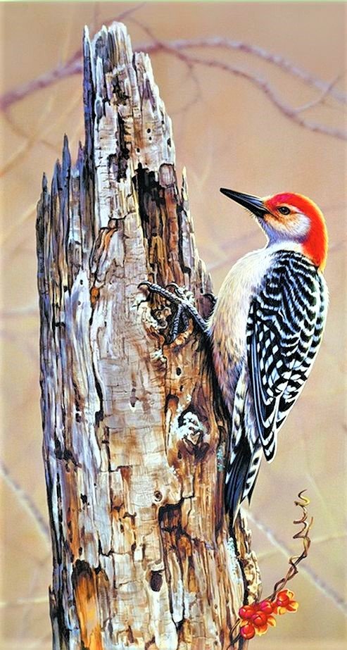 Woodpecker - птицы - оригинал