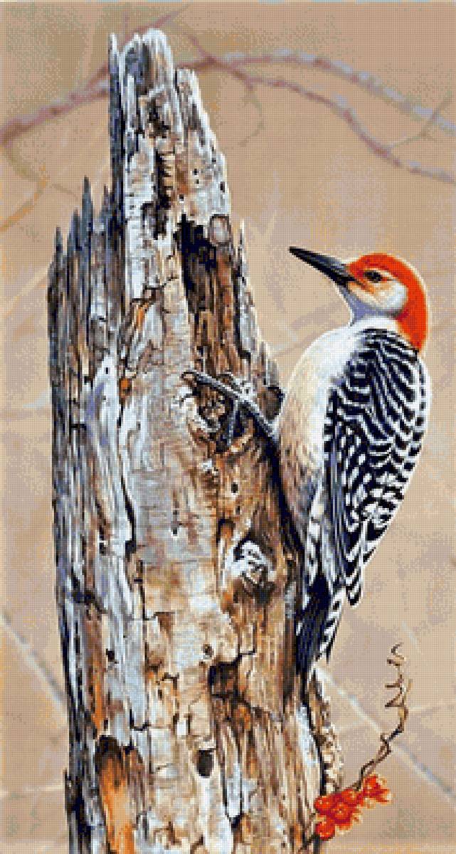 Woodpecker - птицы - предпросмотр