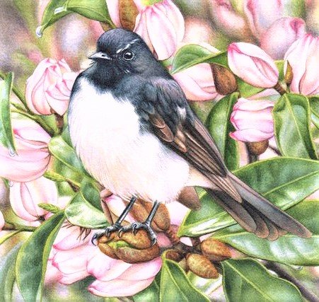 Australian robin - цветы, птицы - оригинал