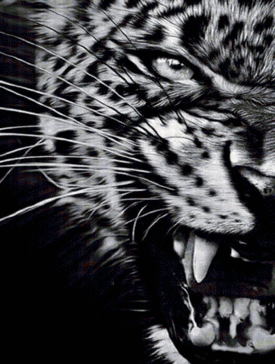 Леопард (монохром) - монохром, черно-белый, взгляд, хищник, оскал, леопард - предпросмотр