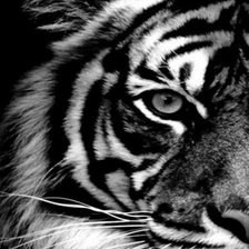 Тигр (монохром)