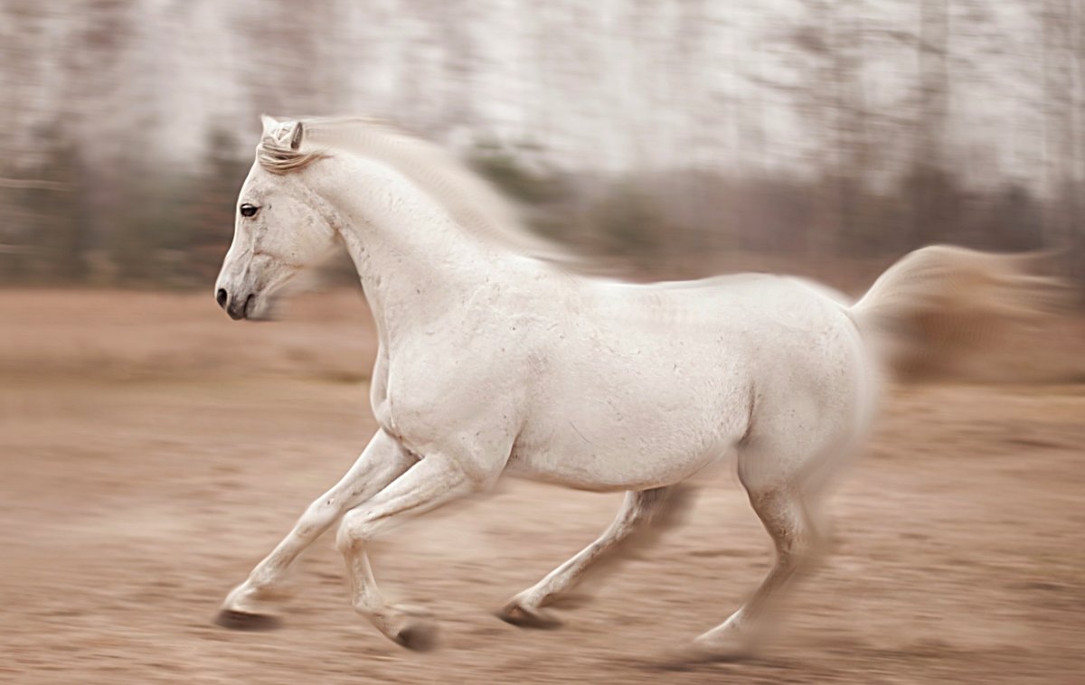 ахалтекинская лошадь серая - животные, конь, лошадь - оригинал