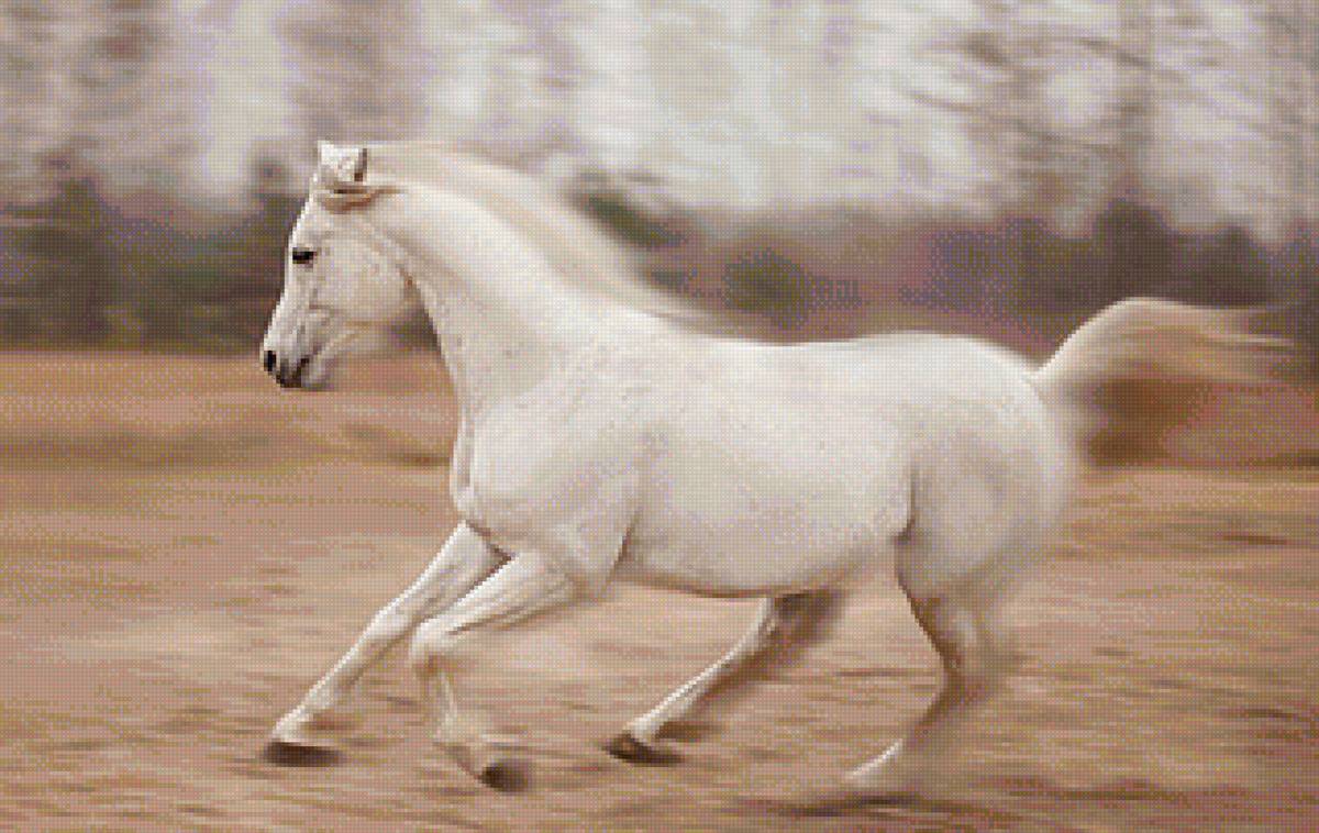 ахалтекинская лошадь серая - конь, животные, лошадь - предпросмотр