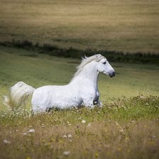 Оригинал схемы вышивки «белая лошадь» (№2377454)