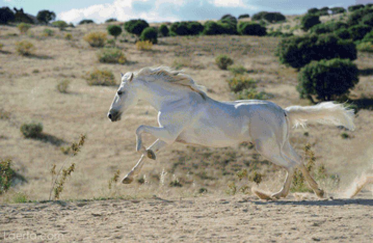 арабская лошадь - животные, лошадь, конь - предпросмотр