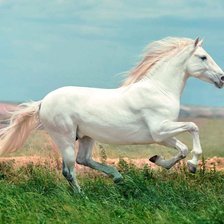 Оригинал схемы вышивки «белый конь» (№2378109)