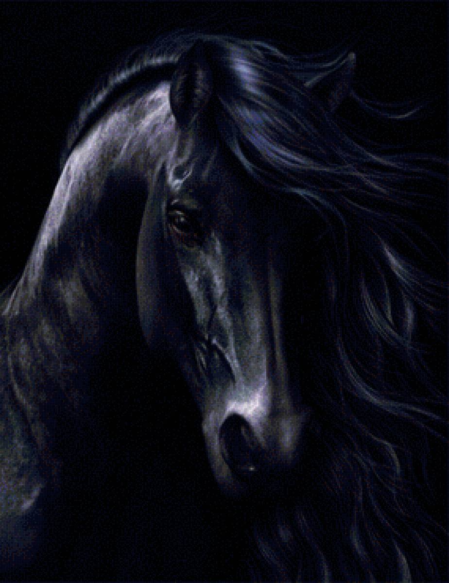 черный конь - лошадь, животные, конь - предпросмотр