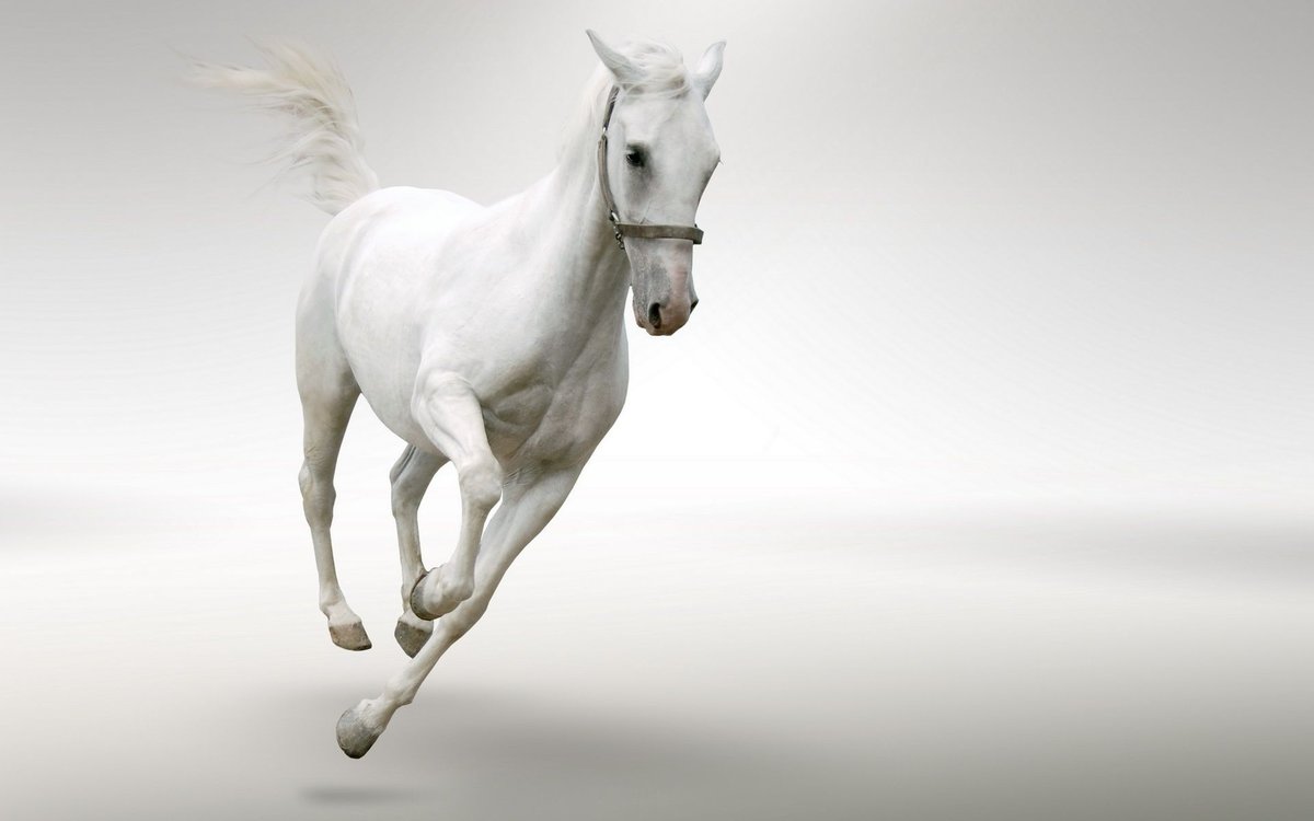 белая лошадь на белом фоне - белая лошадь, белый фон - оригинал