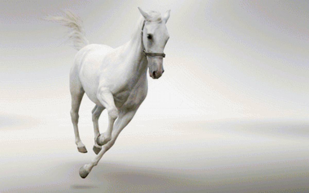 белая лошадь на белом фоне - белая лошадь, белый фон - предпросмотр