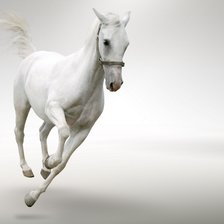 белая лошадь на белом фоне