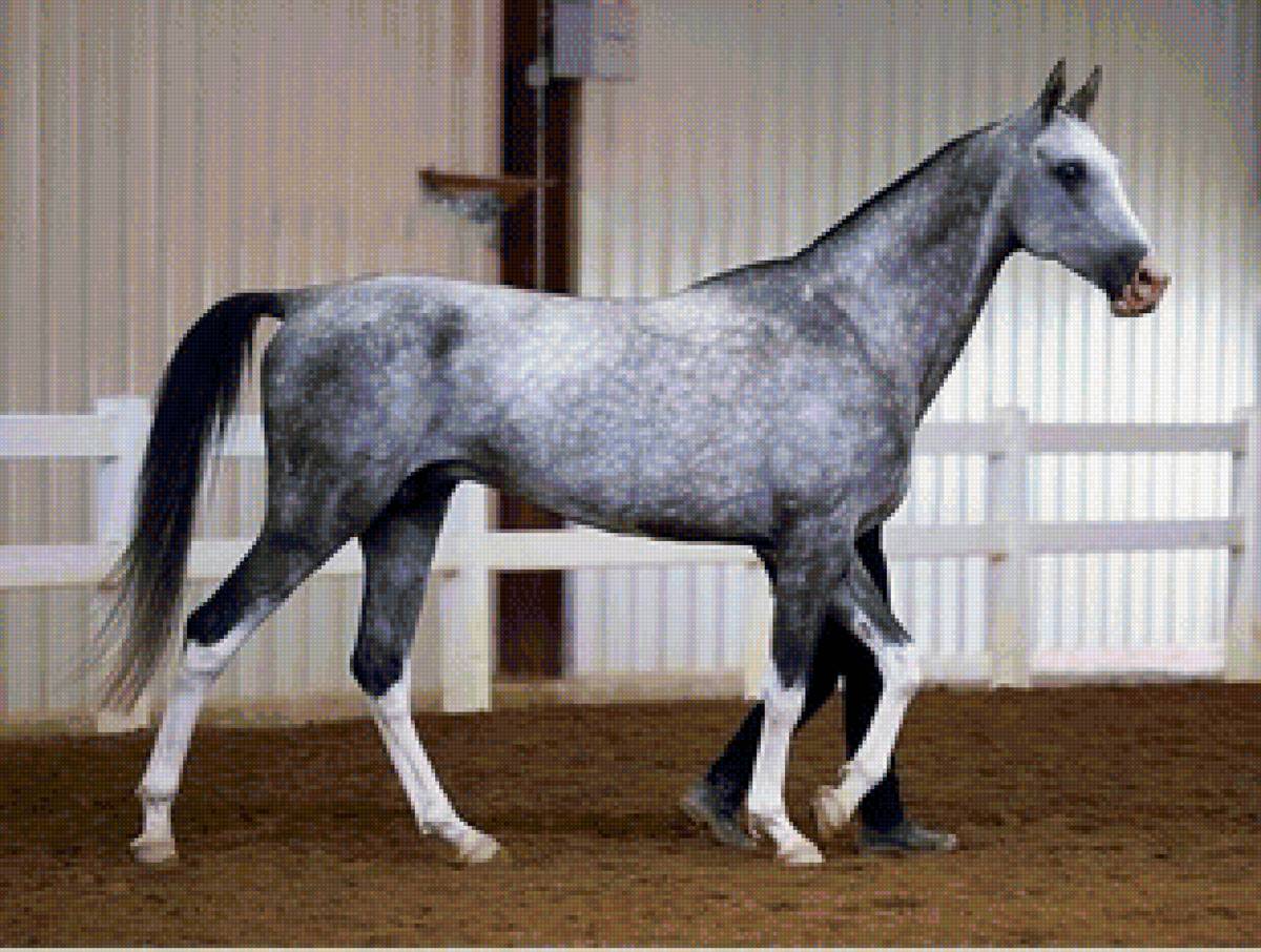 ахалтекинская лошадь серой масти - кони, животные, лошадь - предпросмотр