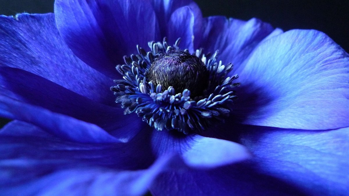 анемона синяя - цветок, синий, анемона - оригинал