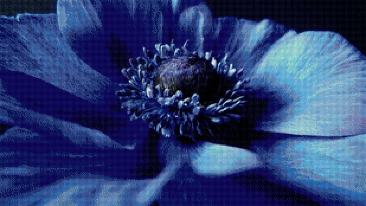 анемона синяя - анемона, синий, цветок - предпросмотр