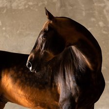 Схема вышивки «конь ахалтекинский»