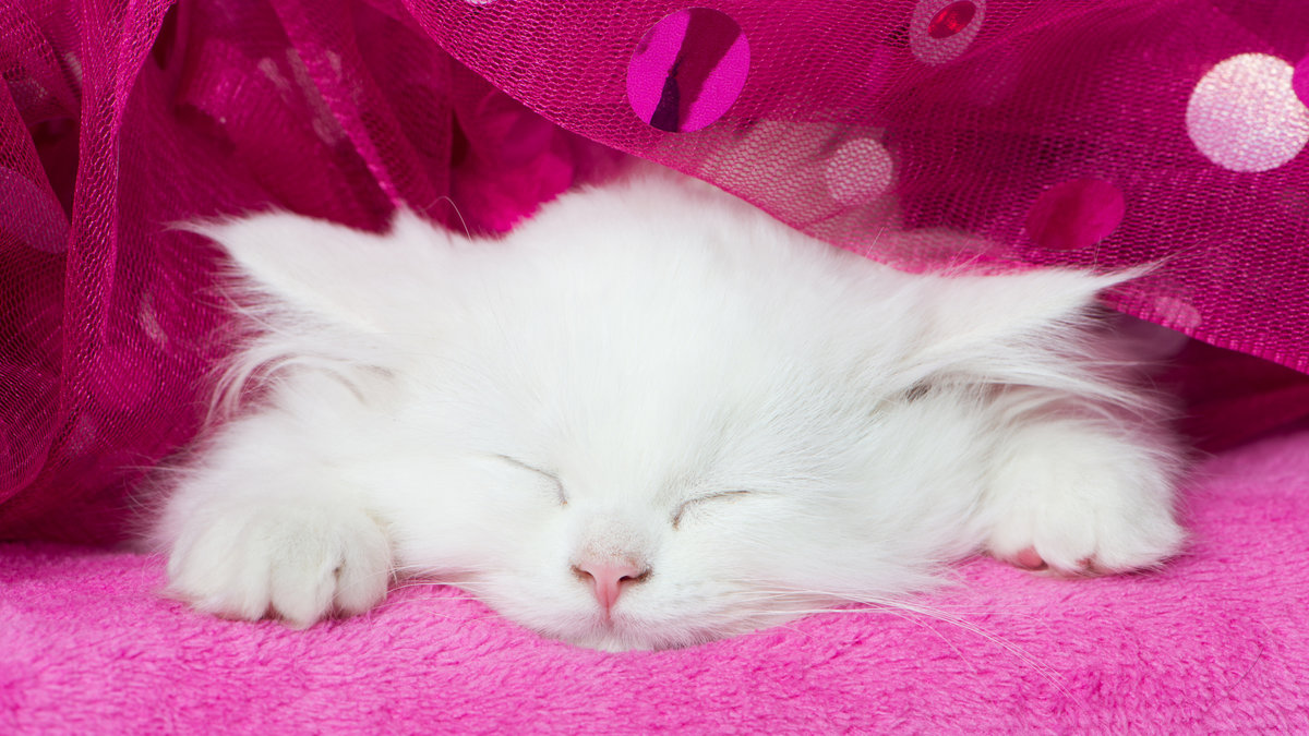 котенок в розовом - кот, котенок, кошка - оригинал